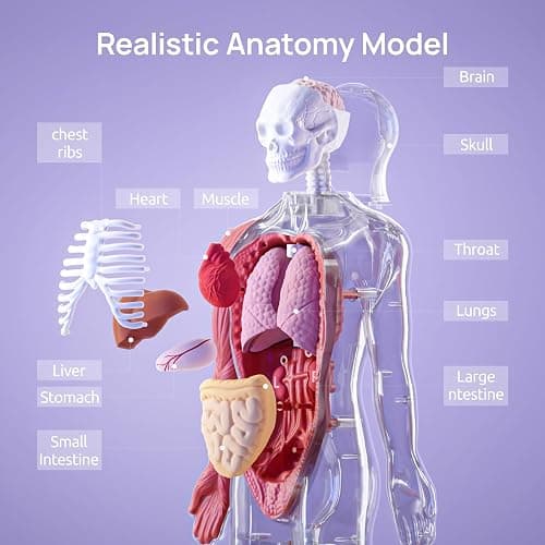 Science Can Human Body Model for Kids, Interactive Human Anatomy Talking Model - 11 Inch Realistic Anatomical Assembly Kit, 15PCS Removable Parts & Guide, Educational STEM Toys Gifts for Kids Aged 6+ thumbnail 5