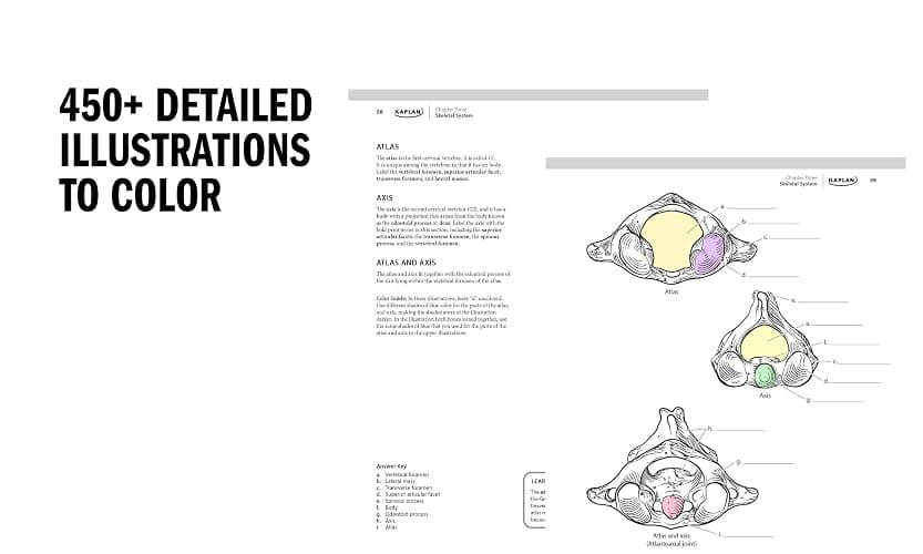 Anatomy Coloring Book with 450+ Realistic Medical Illustrations with Quizzes for Each (Kaplan Test Prep) thumbnail 3