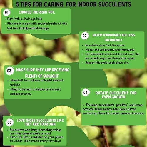 Live Trailing Mystery Succulent | Well Rooted Real Hanging Succulents Planted in 2 inch Pots | Assorted Small Starter Plants for DIY, Home Outdoor/Indoor Wedding or Birthday Gift (4 Pack) thumbnail 5