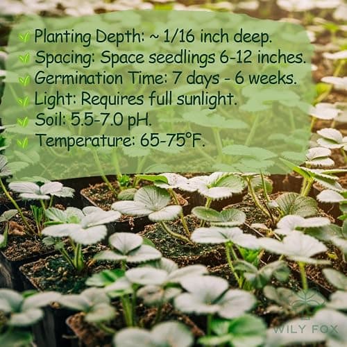 Rare Strawberry Seeds for Planting – 300 Non-GMO Heirloom Seeds - Extra Big, Juicy, Sweet Strawberries thumbnail 5