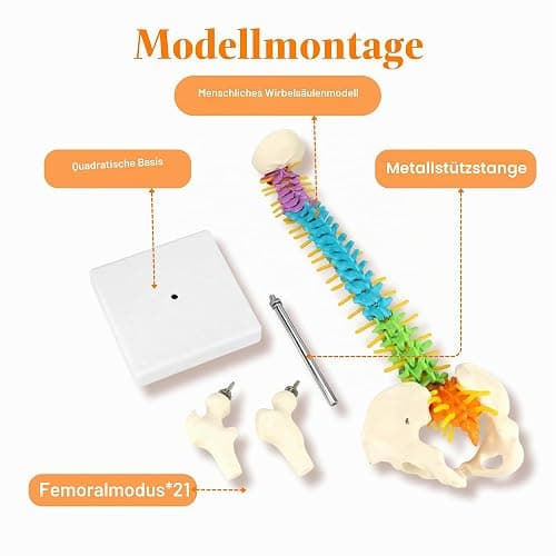 45cm Farbiges Flexibles menschliches Wirbelsäulenmodell mit Spinalnerven, Wirbelsäulenmodell, Becken und Oberschenkeln, anatomisches Modell der Wirbelsäule für Medizinstudenten Ärzte und Lehrer thumbnail 2