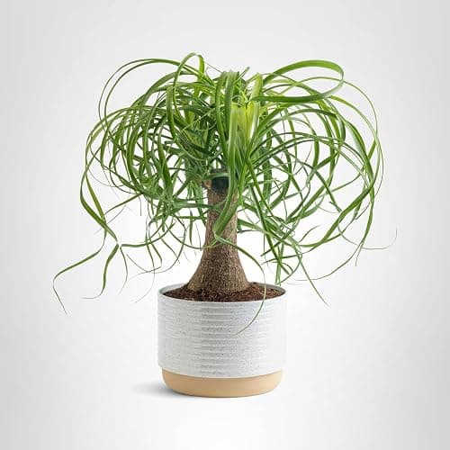 Costa Farms Ponytail Palm Live Plant in Decorative Pot, Easy to Maintain Indoor Houseplant, Perfect for Home, Room, or Office Decor, Great House Warming or Birthday Gift, 12-22 Inches Tall thumbnail 10