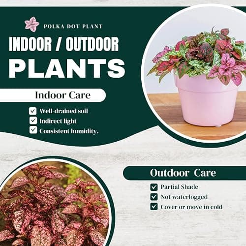 Polka Dot Plant Collection (4-Pack) - House Plants Indoors Live, Air Purifying Live Indoor House Plants, (Red, White, Rose, and Pink) Indoor Plants Live houseplants. thumbnail 7