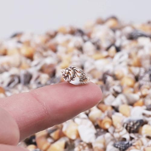 2000 PCS Tiny Mini Small Sea Shells for Crafting Spiral Conch Shells for Crafts Charms for Home Decorations Candle Decor DIY Fish Tank and Beach Vase Filler thumbnail 2