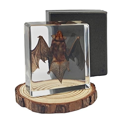 Artojoy Taxidermy Bat, Real Bat Specimens Animal Specimen Preserved in Resin, Gothic Decor Display for Science Classroom Science Education, Gift for Fans of Taxidermy, Oddities, Biology - Image 1