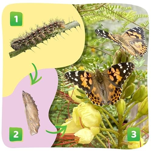 Insect Lore Butterfly Garden with 10 Live Baby Caterpillars - Habitat, Feeder, Chrys-A-Lid Holders, STEM Activity Journal - Raise and Release Painted Lady Butterflies thumbnail 4