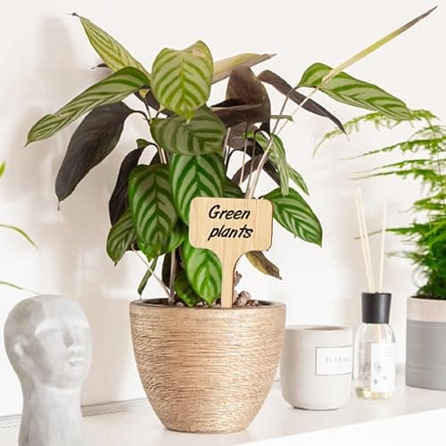 KINGLAKE GARDEN Bamboo Plant Labels,Plant Labels Garden Tags 60 Pack T-Type Wooden Plant Sign Tags Vegetable Garden Markers for Plants(6.5 X 10 cm) thumbnail 6