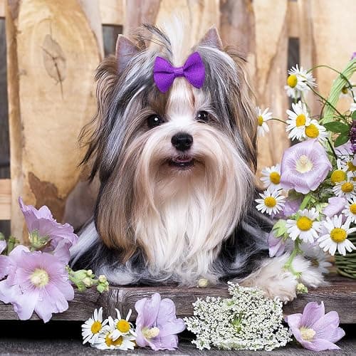 100Pcs(50 Pairs) Soft Dog Bow with Rubber Bands Solid Color Dog Bowknot Hair Bow Handmade Topknot Bows for Doggie Puppy Cat Bunny Yorkie Pet Hair Grooming Bows (Mix-Solid 30 Colors) thumbnail 8