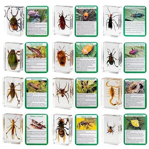 20 Pieces Insect in Resin Bug Preserved Specimen Collection Paperweights Resin Insects Various Insect Specimen for Office, Men, Women, Biology, Science Teacher, Education, Bug Collection Supplies thumbnail 4