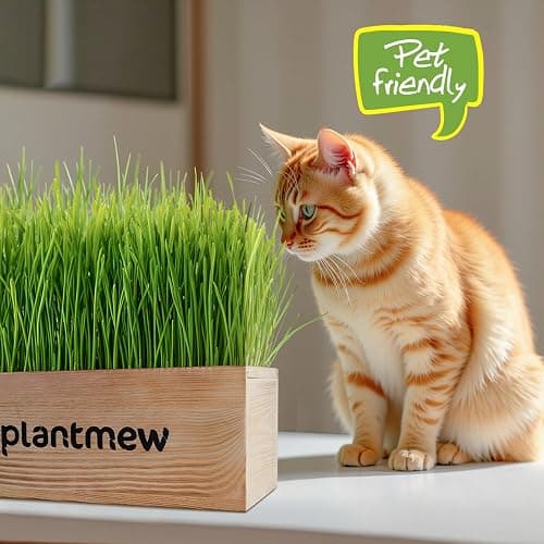 Cat Grass Kit for Indoor Cats - 3 Pack with Cat Grass Seeds, Nutrient Soil & Wooden Planter Pots | Complete Growing Set for Fresh Pet Grass (Non-GMO Wheat Grass) thumbnail 2