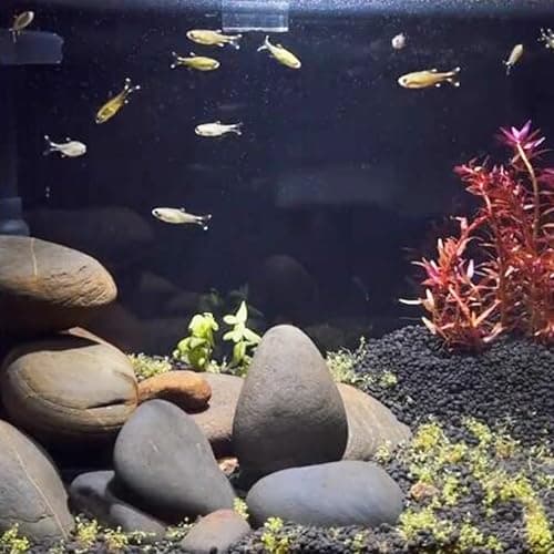 FANTIAN 20 lbs Natural River Rocks Mexican Beach Pebbles, 2-3 Inch Decorative River Rocks for Landscaping Garden Paving Plant Rocks Crafting Walkways and Outdoor Decorative Stone thumbnail 9