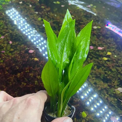 SubstrateSource Amazon Sword Echinodorus Bleheri Live Plant for Freshwater Aquariums, Natural Fish Tank Decorations, and Aquatic Decor (1 Pot (2-3 Plants)) thumbnail 3