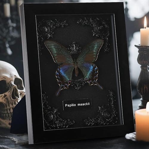 Real Framed Butterfly Taxidermy - Shadow Box, Real Framed Butterfly in a Box for Gothic Home Decor Aesthetic (B_Alpine Black Swallowtail Black Background #1) thumbnail 2