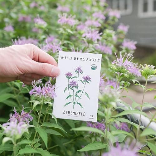Sereniseed Certified Organic Herbal Tea Seed Collection (10-Pack) – 100% Non GMO, Open Pollinated – Grow Guide thumbnail 4