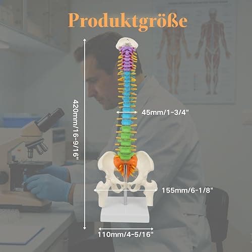 45cm Farbiges Flexibles menschliches Wirbelsäulenmodell mit Spinalnerven, Wirbelsäulenmodell, Becken und Oberschenkeln, anatomisches Modell der Wirbelsäule für Medizinstudenten Ärzte und Lehrer thumbnail 3
