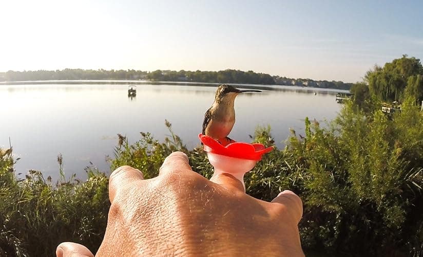 ZUMMR Hummingbird Ring Starter Kit (Red) - Hand Feed Hummingbirds Right in Your Backyard. Get up Close and Personal with Nature. Proudly Made in The U.S.A. - The Original thumbnail 2