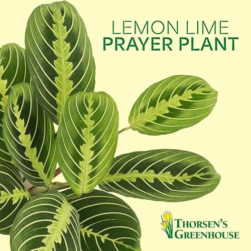 Thorsen's Greenhouse Lemon Lime Prayer Plant, Live Indoor Plant, Pet Friendly, Attractive Houseplant, Lemon Maranta, Natural Air Purifier, Easy to Grow, 4" Diameter Pot (Gold) thumbnail 3