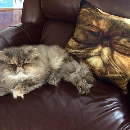 Shop&Three Custom Design Photos or Text Outdoor/Indoor Throw Pillowcase,Personalized Pet Photo Pillow, Love Photo Throw Pillowcases, Wedding Keepsake Throw Pillow Covers 20" x 20" thumbnail 6
