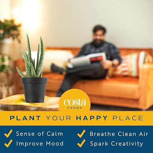 Costa Farms Aloe Vera Plant, Live Succulent, Easy Care Indoor Houseplant in Grower Pot, Room Air Purifier, Tabletop, Office, Desk or Home Décor, Housewarming, Garden Gift, 10-Inches Tall thumbnail 4