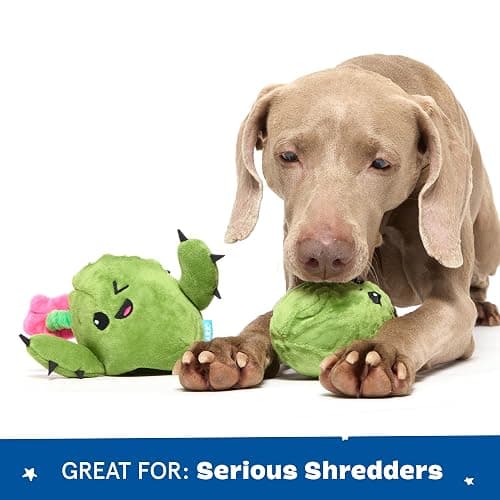 Barkbox Consuela The Cactus 2-in-1 Interactive Plush Dog Toy - Squeaky Dog Chew Toy with Crinkle Layers - for Large Dogs and Puppies thumbnail 5