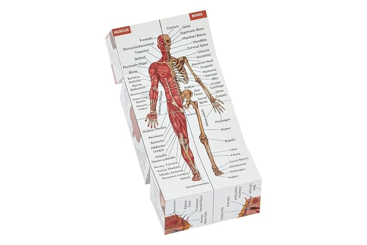 Human Anatomy Study Cube | Study 9 Parts of The Human Body | Perfect Anatomy Revision Guide | Addictive Anatomy Model Cube | Great Gift for Nurse, Dentist, Medical Students thumbnail 6