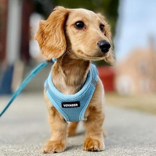 Best Pet Supplies Voyager Step-in Air All Weather Mesh Harness and Reflective Dog 5ft Leash Combo with Neoprene Handle, for Small, Medium and Large Breed Puppies - Baby Blue, XXX-Small thumbnail 7