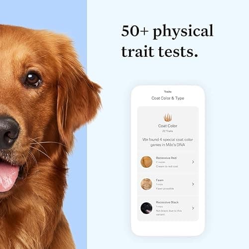 Wisdom Health Essential Dog DNA Kit | Most Accurate Test | 365+ Breeds | 30 Genetic Health Conditions | 50+ Traits, Relatives, Ancestry | Pack of 1 thumbnail 4