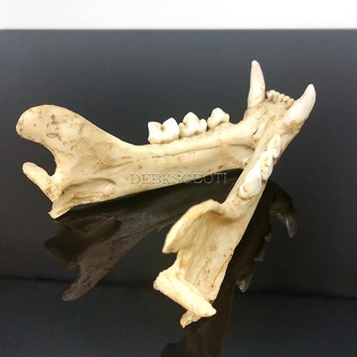 DEBKSGEOTI Female Cougar Skull Feline Model Synthetic 1:1 Puma Concolor Anatomy and Physiology Education Synthetic Replica thumbnail 8