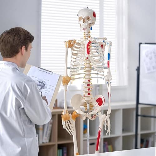 VEVOR Human Skeleton Model for Anatomy, 71.65" Life Size, Accurate PVC Anatomy Skeleton Model with Ligaments, Movable Arms, Legs & Jaw, with Muscle Origin & Insertion Points, for Professional Teaching thumbnail 2