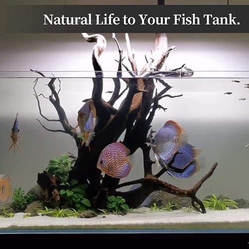 majoywoo Natural Coral Driftwood for Aquarium Decor Fish Tank Decorations, Assorted Driftwood Branch 6-10" 3 Pcs, Reptile Decor… thumbnail 5