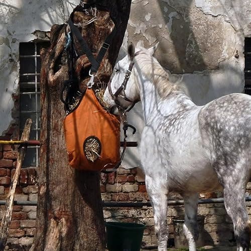 Rosemarie Horse Bucket Strap Hangers,Horse Suppliers Adjustable Nylon Straps up to 700 lbs for Hay Nets, Water Buckets,Hanging-Pratical and Easy Use(4 Pack) (Black) thumbnail 5