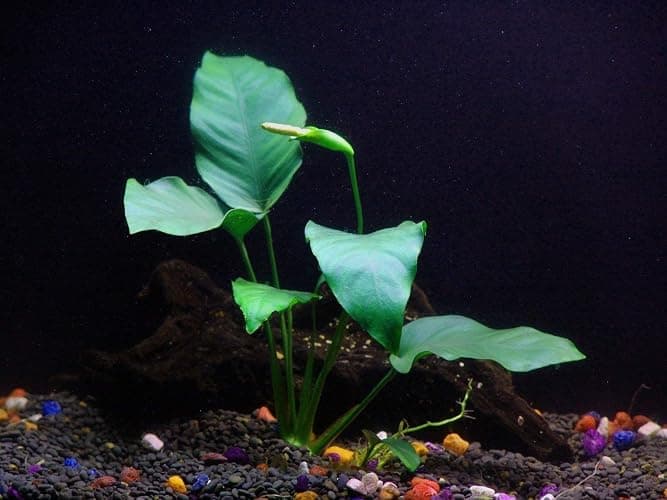 California Bundle - 25+ Stems / 6 Species Live Aquarium Plants Package thumbnail 5