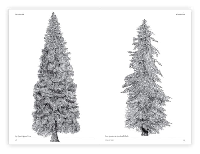The Architecture of Trees thumbnail 7