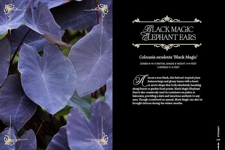 Darkness in Bloom: A Gothic Guide to Dramatic and Moody Plants thumbnail 3