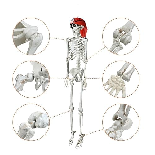 ZeHuoGe Halloween Prop 5.4 Ft. Posable Full Body Skeleton Life Size ABS Plastic Imitate The Ratio of Human Bones 1: 1 Haunted Houses Indoor Outdoor Props (5 Ft Full Body Skeleton) thumbnail 9