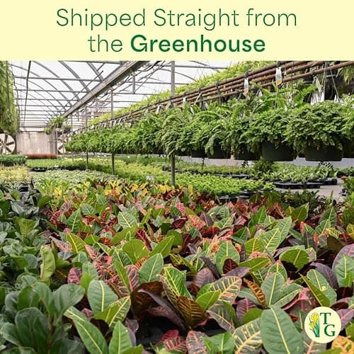 Thorsen's Greenhouse Lemon Lime Prayer Plant, Live Indoor Plant, Pet Friendly, Attractive Houseplant, Lemon Maranta, Natural Air Purifier, Easy to Grow, 4" Diameter Pot (Gold) thumbnail 9