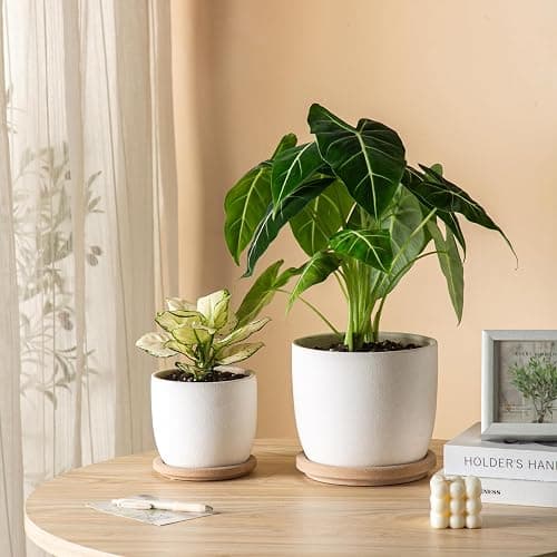 POITONRU Ceramic Flower Pots Indoor-Outdoor: 5.75 Inch Planters with Drainage Holes & Saucer - Modern Decorative Plant Pots Ceramic for Home Gardeners (White) thumbnail 5
