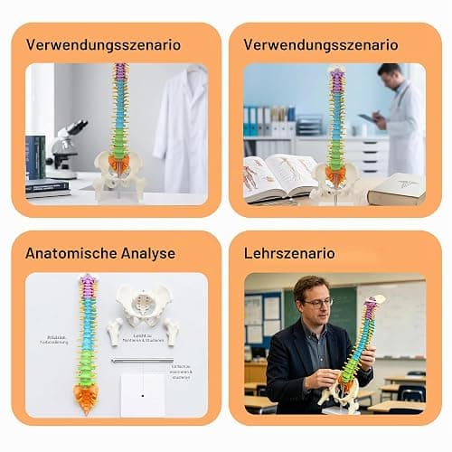 45cm Farbiges Flexibles menschliches Wirbelsäulenmodell mit Spinalnerven, Wirbelsäulenmodell, Becken und Oberschenkeln, anatomisches Modell der Wirbelsäule für Medizinstudenten Ärzte und Lehrer thumbnail 6