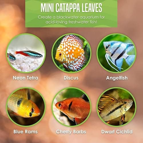 SunGrow 50 pcs Catappa Indian Almond Leaves – 2” Water Conditioner for Betta Fish Tank, Aquarium Leaf for Fish Breeding, Shrimp, Goldfish, Guppy & Frogs thumbnail 8