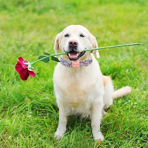 Unique style paws Dog Collar Metal Buckle Red Rose Puppy Collar Flower Gift Durable Cute for Small Medium Large Boys Girls Dogs thumbnail 5
