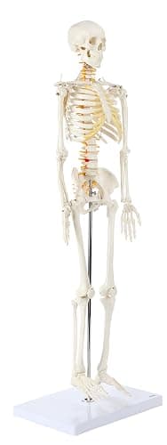 Axis Scientific Mini Human Skeleton Model with Metal Stand, 31" Tall with Removable Arms and Legs, Easy to Assemble, Includes Detailed Product Manual for Study thumbnail 4