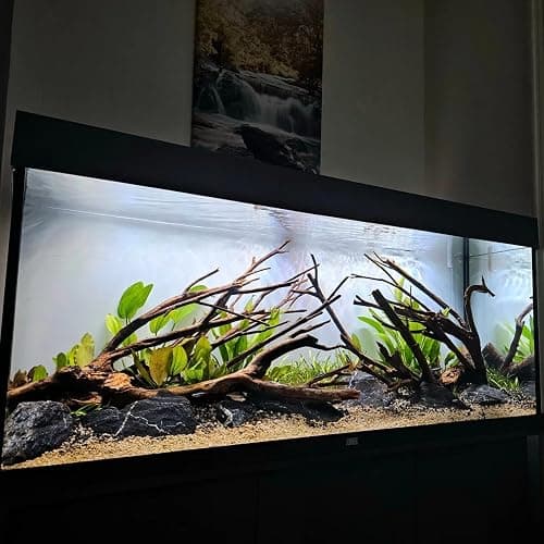 SubstrateSource Amazon Sword Echinodorus Bleheri Live Plant for Freshwater Aquariums, Natural Fish Tank Decorations, and Aquatic Decor (1 Pot (2-3 Plants)) thumbnail 5