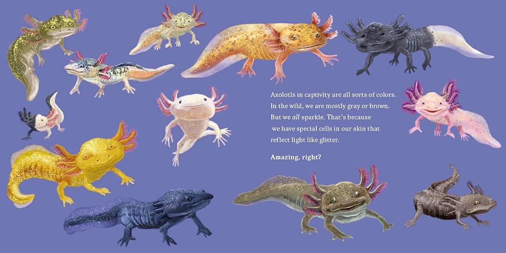 Hello, I'm an Axolotl (Meet the Wild Things, Book 4) - Hardcover thumbnail 3