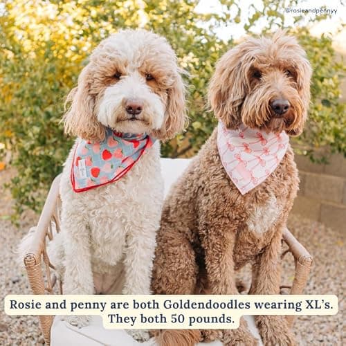 Lucy & Co. Ballet Bows Bandana - Durable Comfortable Dog Bandana - Machine Washable - Designer Puppy Accessory - Small White & Pink Bows thumbnail 5