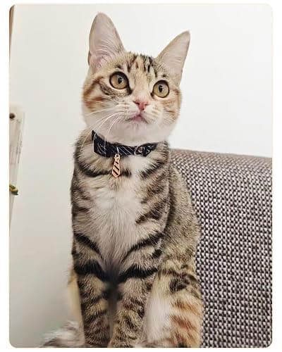 SOLMOONY 3 Pack Classic Stripes Cat Collars - Breakaway Kitten Collar and Adjustable 7.8-11.8 in，Cute Neckties Kitty Collar for Wedding Formal and Party thumbnail 4