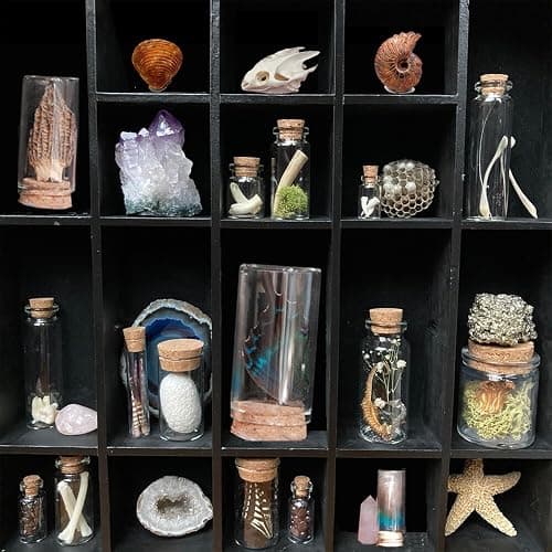 10Pcs Mystery Natural Oddities Collection Box - Real Fossils, Crystals & Taxidermy in Glass Vials | Dark Academia Decor for Adults & Kids | Witchy Curio Cabinet Decor | Unique Gifts for Science Lovers thumbnail 5
