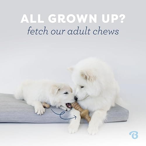 Benebone Puppy 2-Pack Dental Chew/Wishbone Dog Chew Toys, Real Bacon | Made in USA, Dog Bones, Puppy Toys, Puppy Teething Toys, Long-Lasting, Keeps Them Busy thumbnail 5