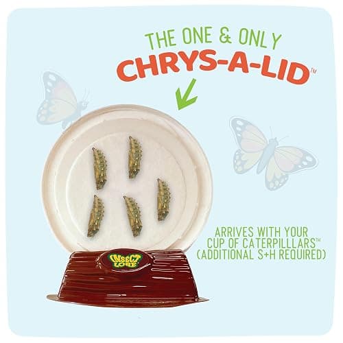 Insect Lore Raise and Release Butterfly Garden Kit – Caterpillar Habitat with redeemable Voucher – STEM-accredited Butterfly Growing Kit for Kids, Classrooms, and Homeschool Learning thumbnail 5