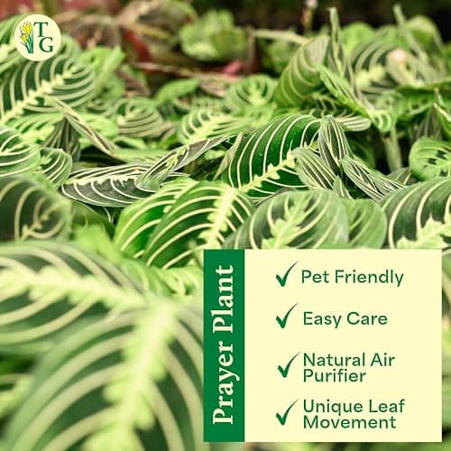 Thorsen's Greenhouse Lemon Lime Prayer Plant, Live Indoor Plant, Pet Friendly, Attractive Houseplant, Lemon Maranta, Natural Air Purifier, Easy to Grow, 4" Diameter Pot (Gold) thumbnail 5