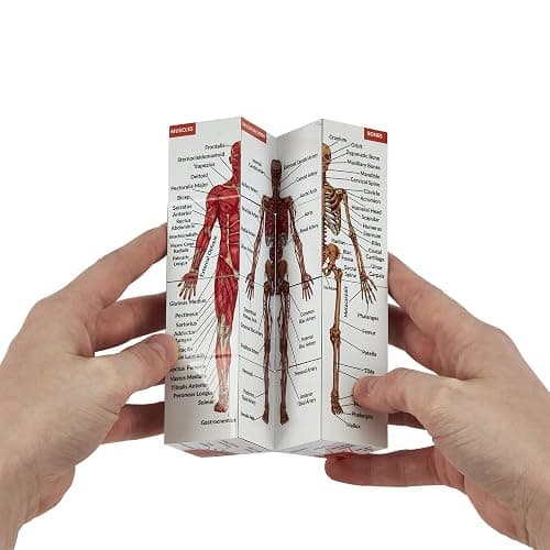 Human Anatomy Study Cube | Study 9 Parts of The Human Body | Perfect Anatomy Revision Guide | Addictive Anatomy Model Cube | Great Gift for Nurse, Dentist, Medical Students thumbnail 5